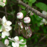 Poupata