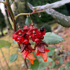 Náušnice podzimní hrozny