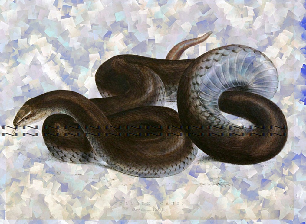 Nažehlovací obrázek V554