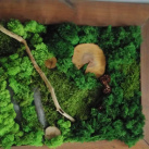 Mechový obraz 43x56