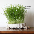 No.79/2 Jarní oseníčko