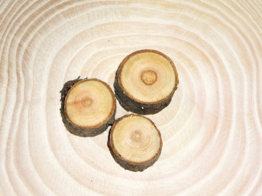 Broskvoňová kolečka s kůrou -prům. cca. 2 - 3 cm