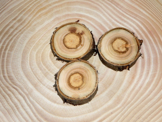 Broskvoňová kolečka s kůrou -prům. cca. 4 cm