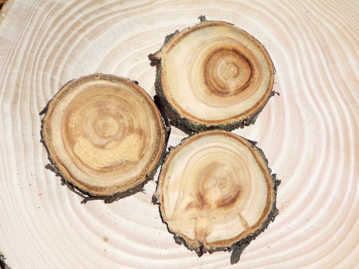 Broskvoňová kolečka s kůrou -prům. cca. 5 - 6  cm