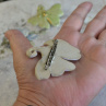 Ginkgo biloba....