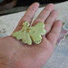 Ginkgo biloba....