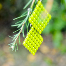 Zelené kosočtverce - náušnice