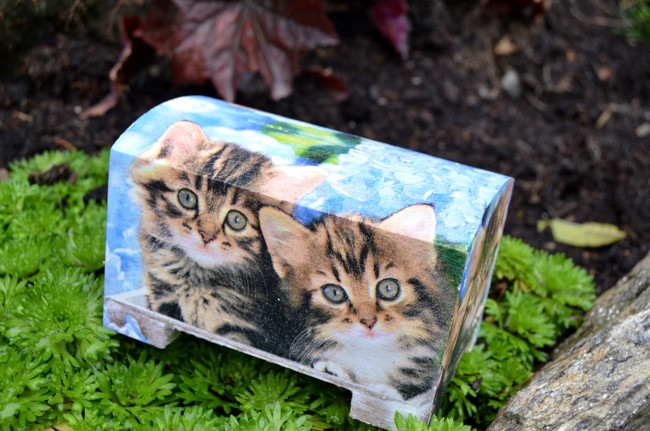 Pokladnička koťátka