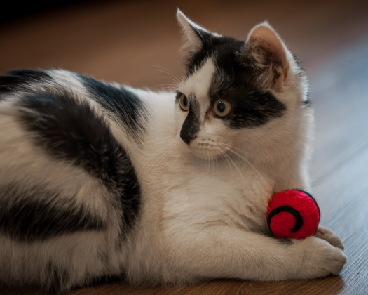 Plstěná kulička pro kočku s kozlíkem - červená