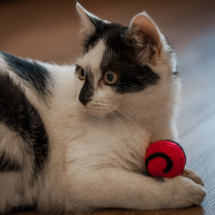 Plstěná kulička pro kočku s kozlíkem - červená