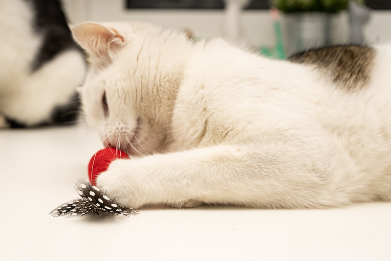 Plstěná hračka pro kočky s peřím a šantou - červená