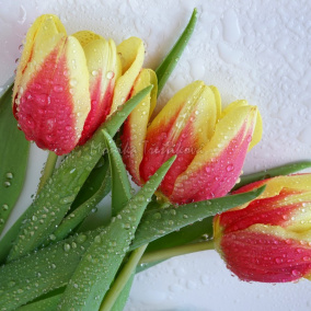 Duše Tulipánů  (Fotografie 30x20 cm)