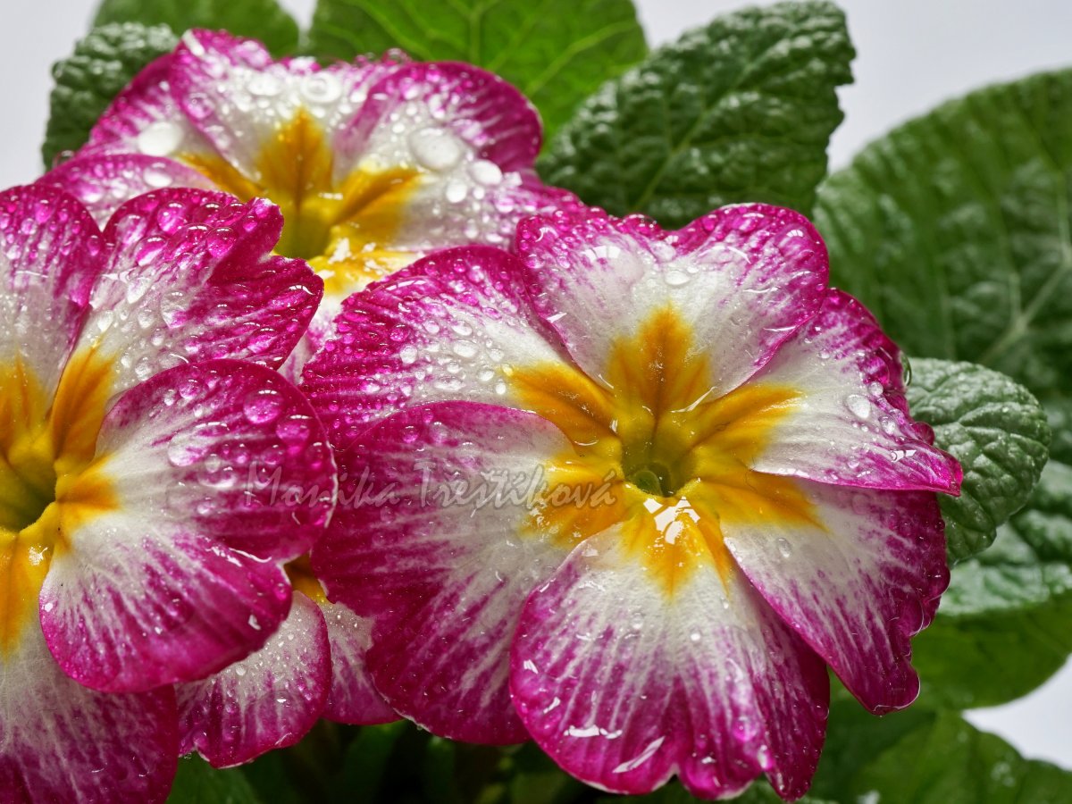 Jsem sladce Tvá  (Fotografie 30x20 cm)