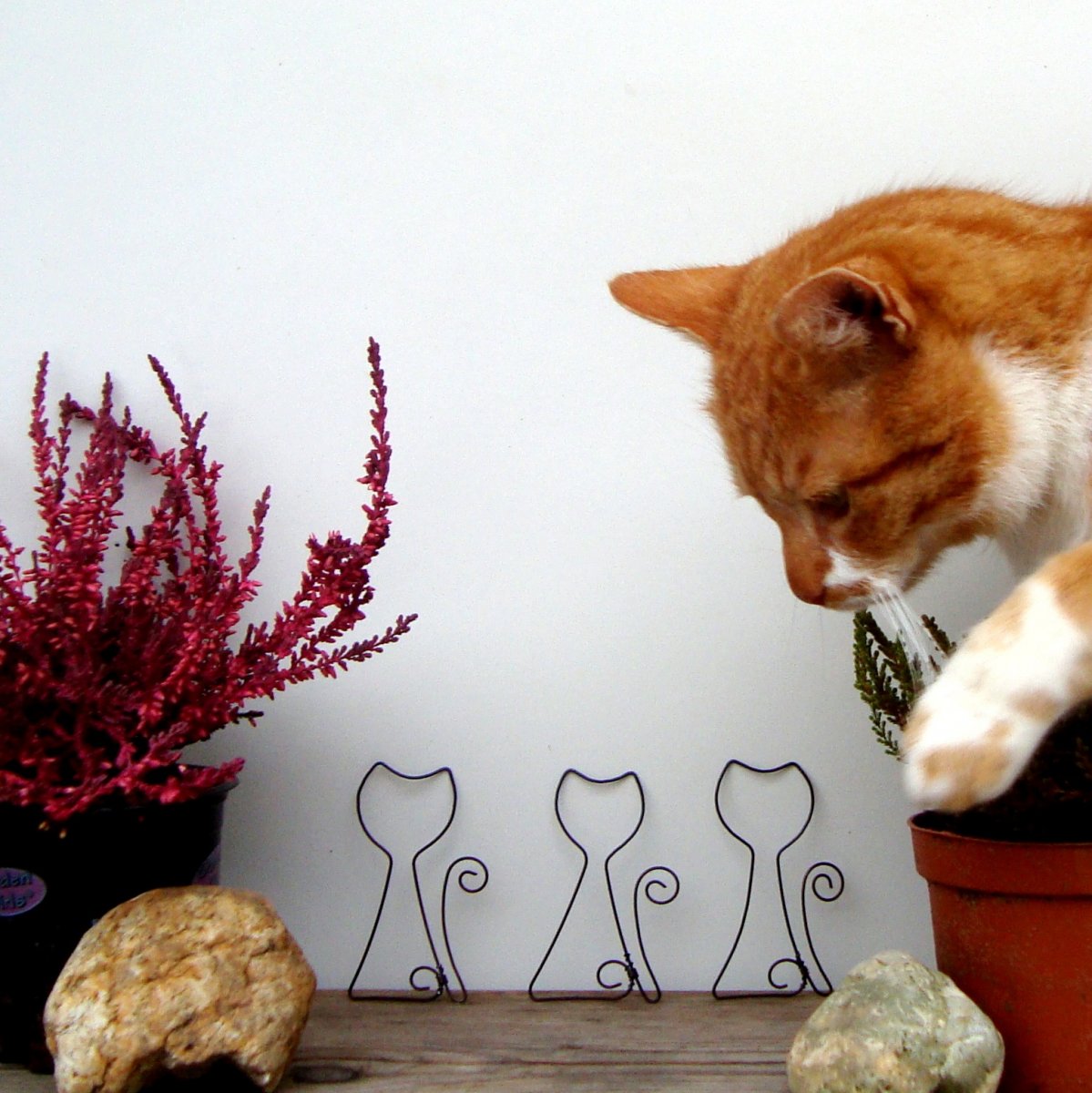 Kočička - obrys,tvar