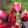 čertovo tulipány :)..