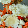orange..