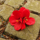 Vášnivé červené květy na skřipečku / broži
