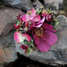 schovaná v koutku zahrady