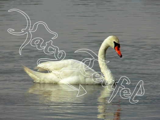 Fotografie labutě na jezeře