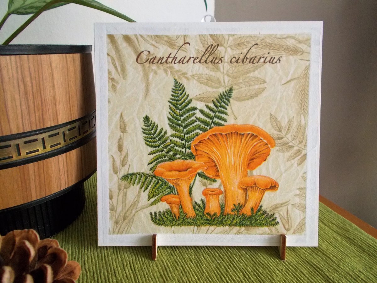 Cantharellus cibarius - Liška obecná