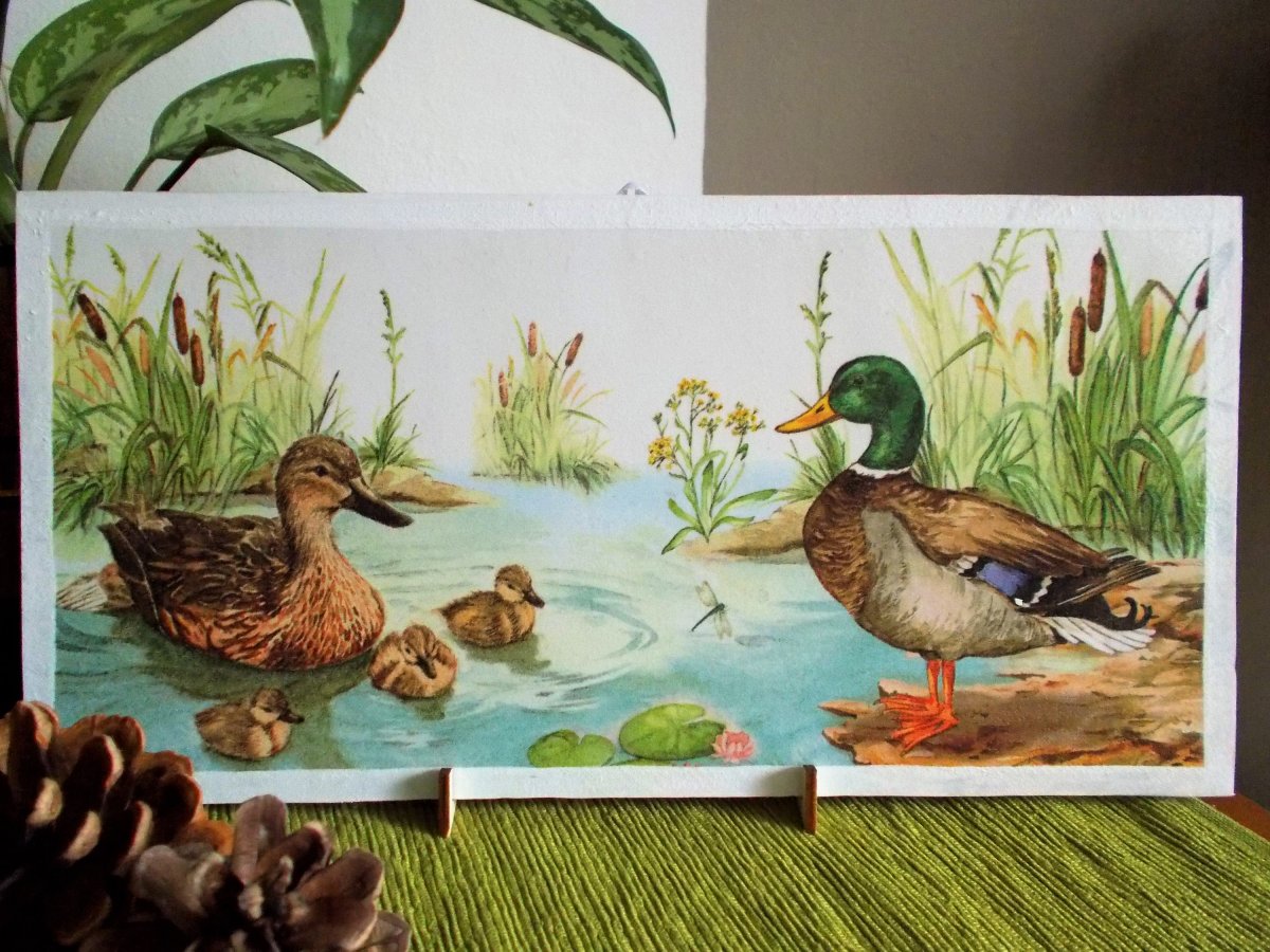 Kachní rodinka na rybníce