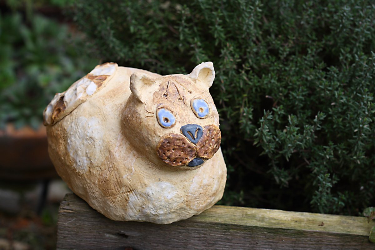 kočka co má modrá očka