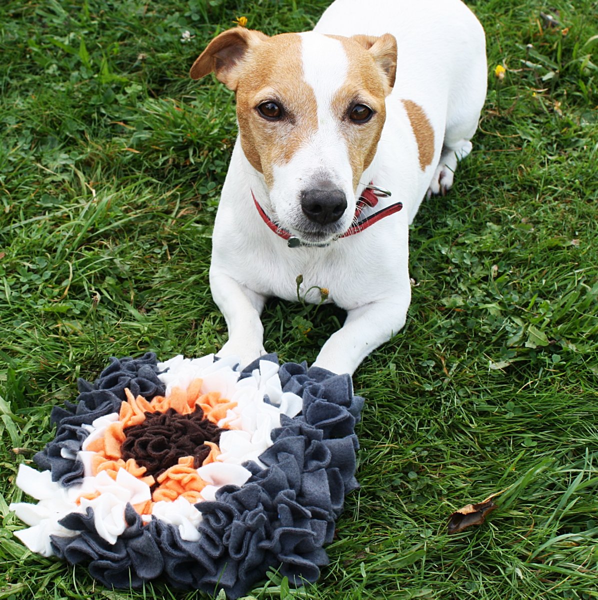IHNED: HRAČKA pro pejsky - Čmuchací kobereček MALÝ