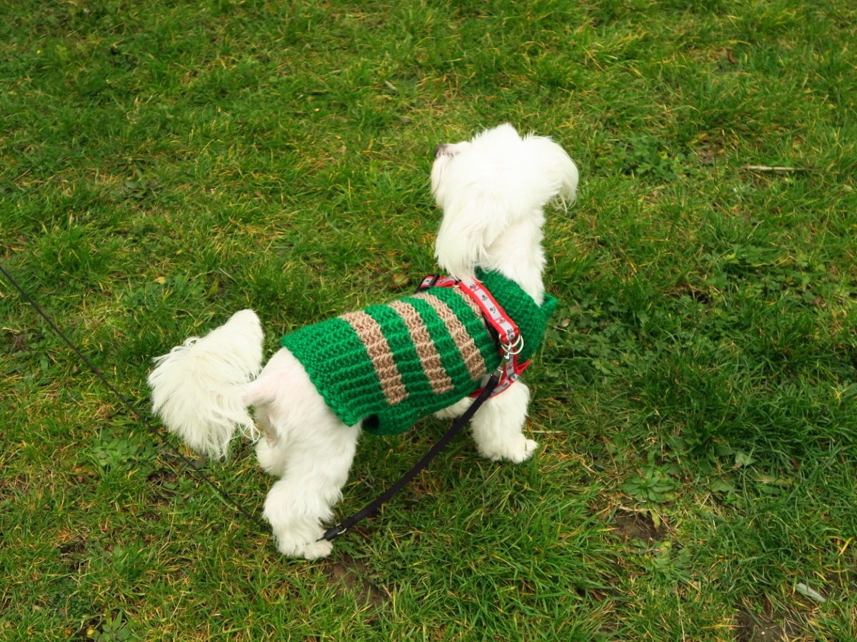 SVETR PRO PSA PRUHOVANÝ - na zakázku