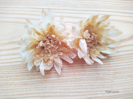 Květ chryzantema jehlicová barvy krémové a hnědé
