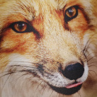 Podložka pod myš s potiskem, liška