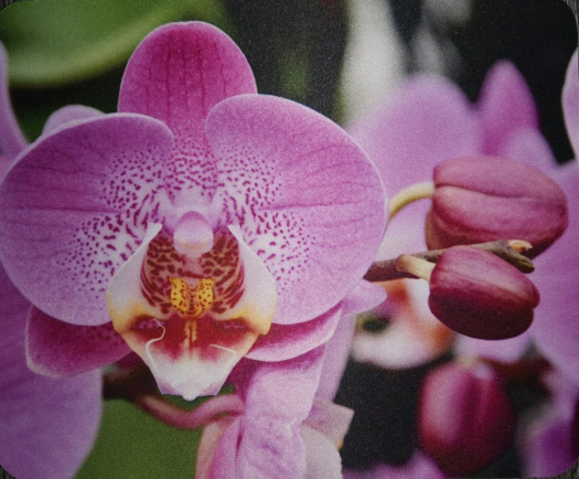 Podložka pod myš s potiskem, orchidej 