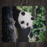 Podložka pod myš s potiskem, panda 