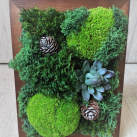 Mechový obrázek v tmavém rámečku