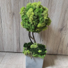 Mechový stromek v keramice