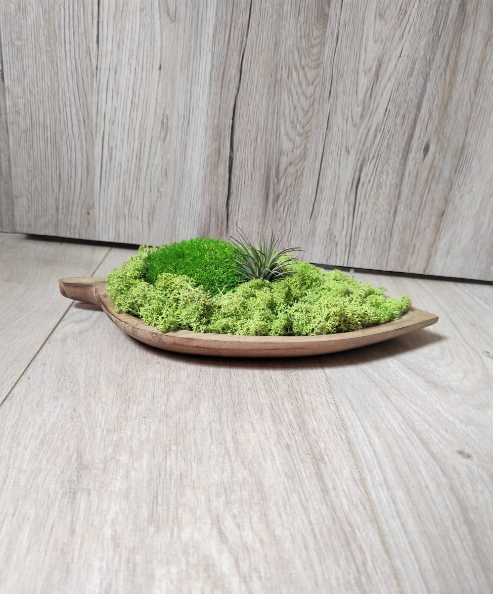 mechová dekorace v mangové misce