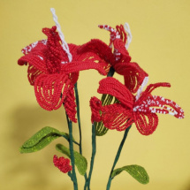 červená orchidej