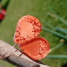 Drop Orange Petri