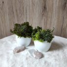 Mechová dekorace v květináčku