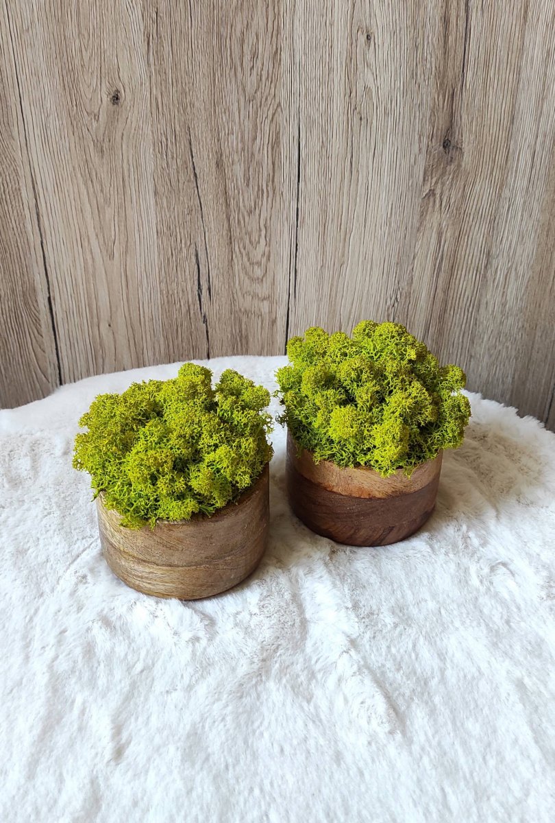 Mechová dekorace v mangové misce 