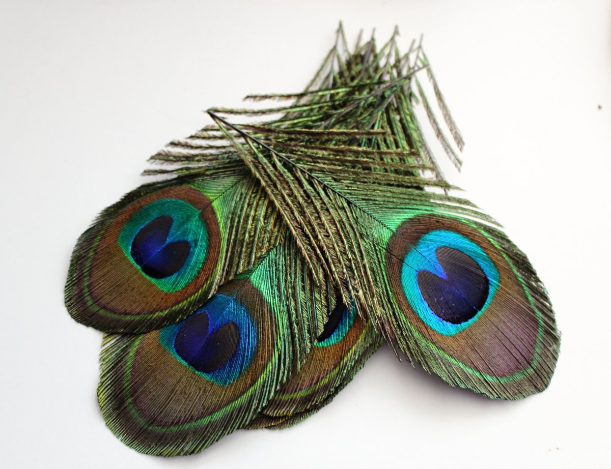 Paví peří 10-12cm (1ks) 