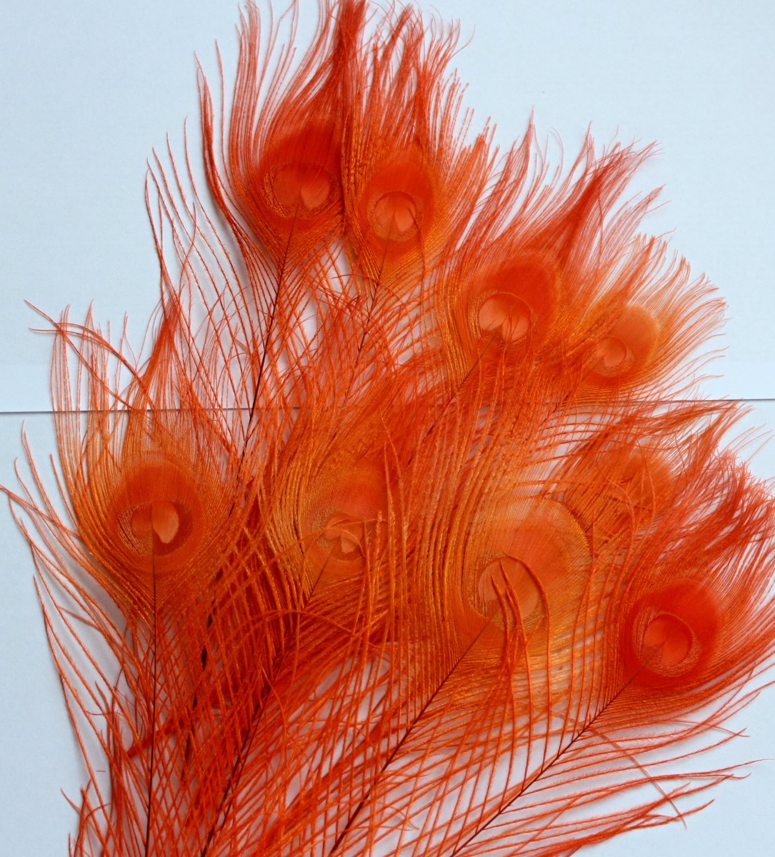 Paví peří oranžové 25-30cm (1ks)