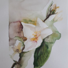 Akvarel originál Jasmín