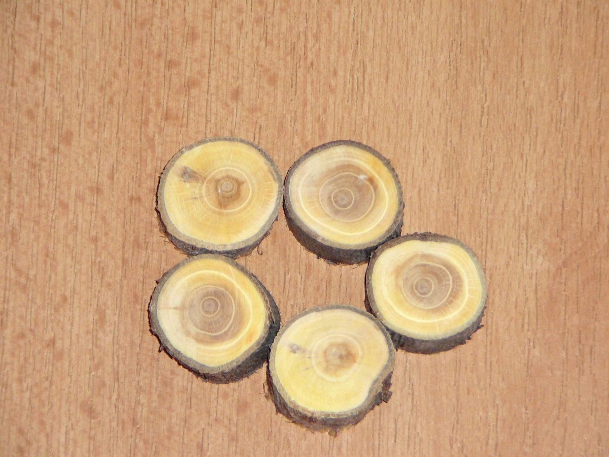 Kolečka s kůrou - rakytník -prům. 2-4 cm