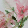 Obraz akvarel originál Růžové lilie