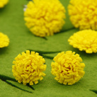 pampelišky .. pecky 1,9 cm