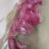 Akvarel originál Gladiol