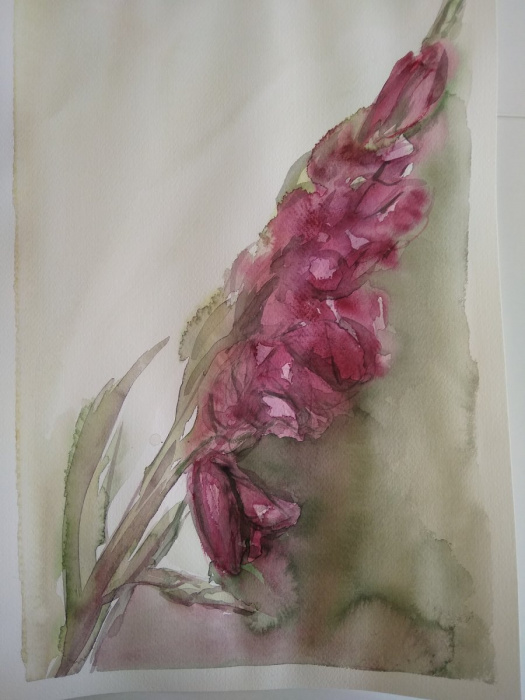 Akvarel originál Gladiol