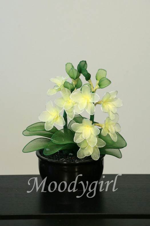 Miniatura - orchidej