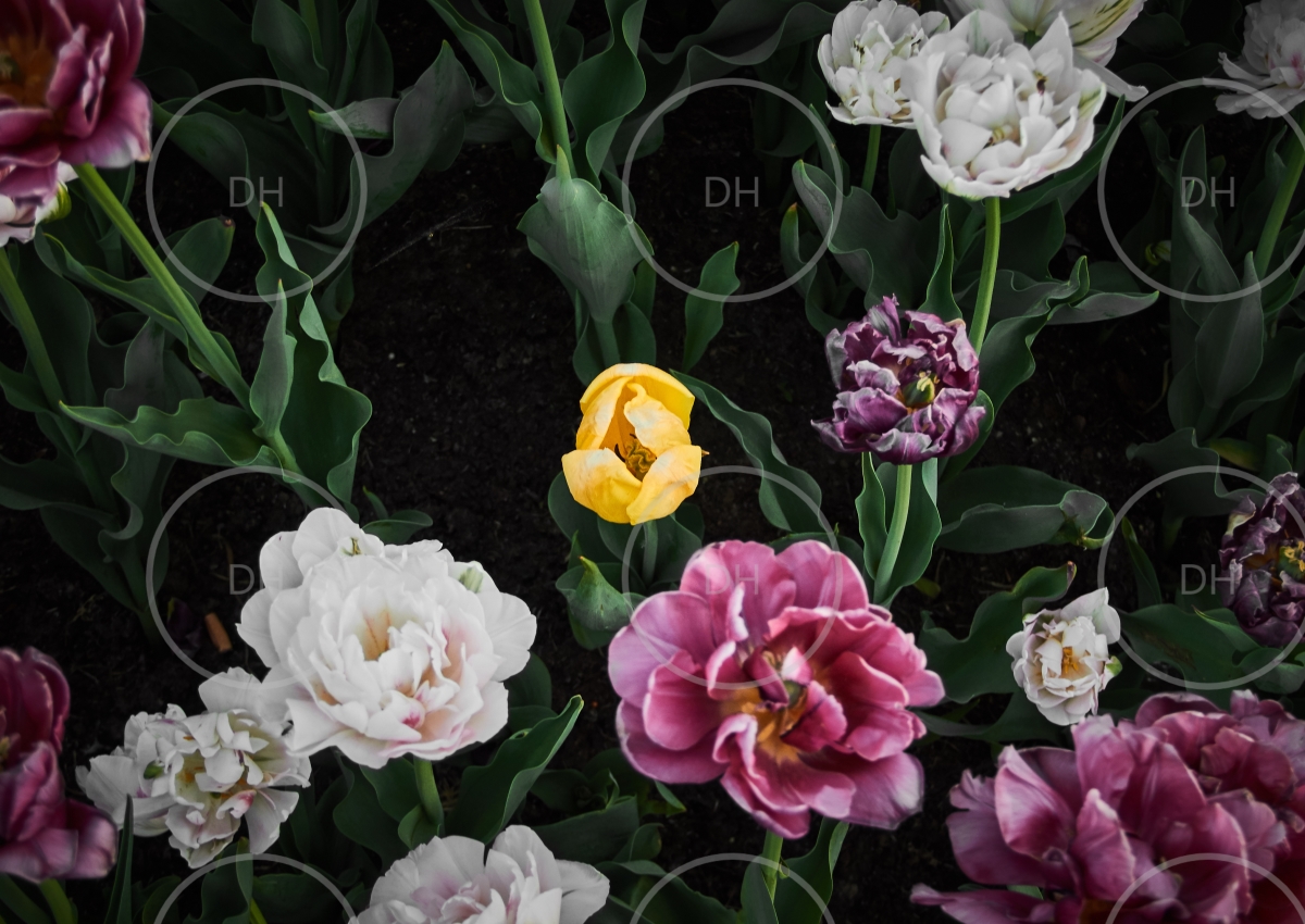 Fotoobraz - Obklíčení