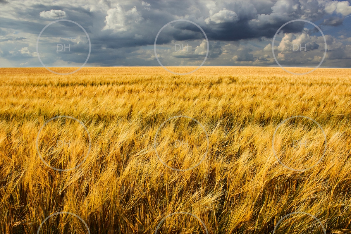 Fotoobraz - Úrodná krajina